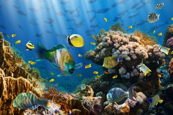 Фотообои Подводный мир