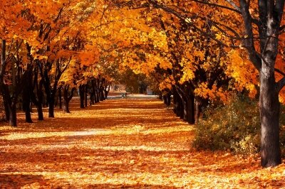 Фотообои Осенний парк