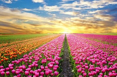 Фотообои поле тюльпанов