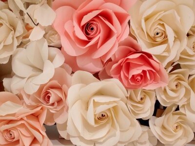 Фотообои Нежные розы 3д