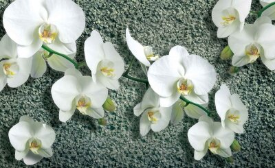Фотообои Орхидеи на стене